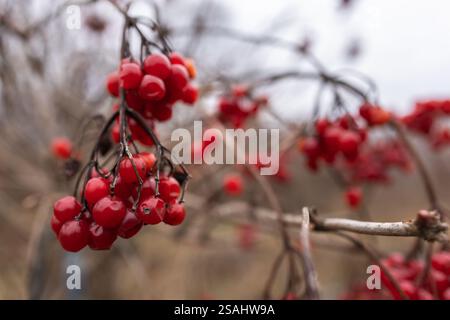 Viburnum branches with red berries on a gray autumn blurred background, Stock Photo