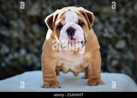 Cute English Bulldog puppy fawn and white Stock Photo - Alamy