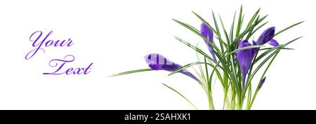 Crocus flower in the spring isolated on white. Stock Photo