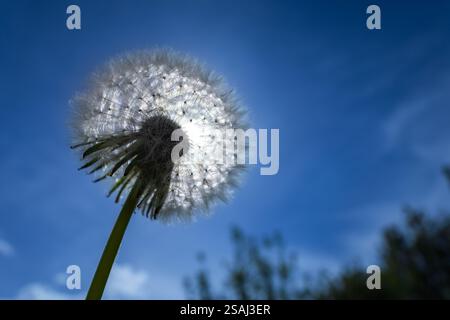 dandelion on the background of the sun. Nature and floral botany. Stock Photo
