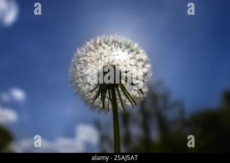 dandelion on the background of the sun. Nature and floral botany. Stock Photo