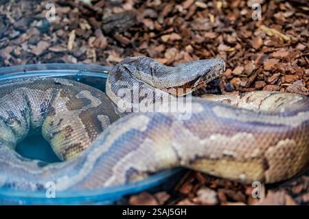 blood python (Python brongersmai) is a species of nonvenomous snake in the family Pythonidae. The species is native to Southeast Asia. Stock Photo