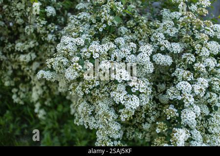 Flowering branches of Spiraea vanhouttei in the spring garden. Stock Photo