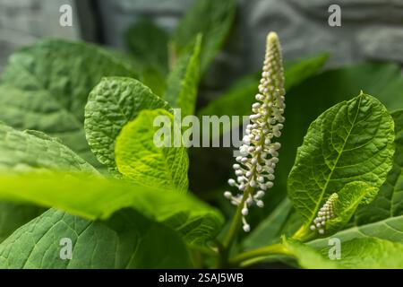 green fern leaves petals background. Vibrant green foliage. Tropical leaf. Exotic forest plant. Stock Photo