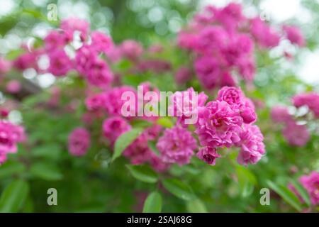 Small pink roses blooming with blurry background. Cluster of open roses ...