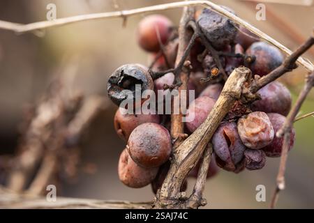 Overripe dry grapes on a grape branch. Stock Photo