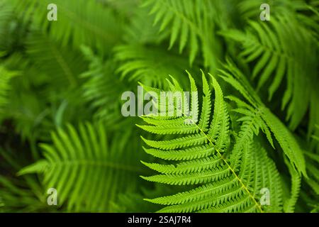 green fern leaves petals background. Vibrant green foliage. Tropical leaf. Exotic forest plant. Stock Photo