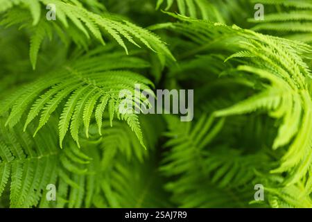 green fern leaves petals background. Vibrant green foliage. Tropical leaf. Exotic forest plant. Stock Photo