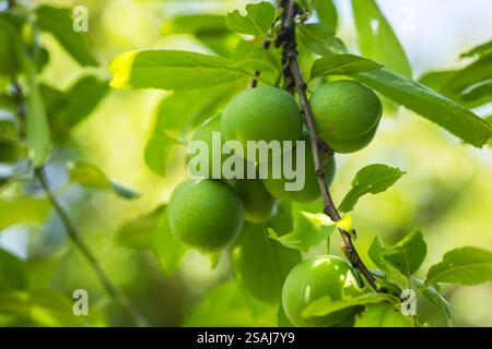 green plums on a branch on a sunny spring morning, selective focus, Stock Photo