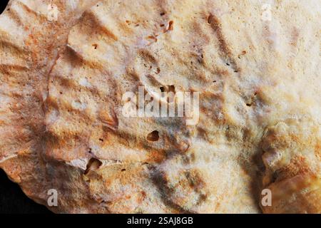Macro, close up of the surface of a shell providing an unusual background: Surface ridges and holes, shades or orange, brow, yellow and white. Shell. Stock Photo