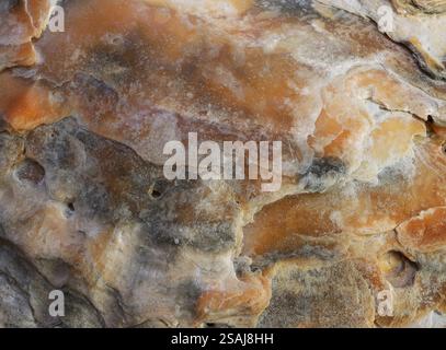 Macro, close up of the uneven surface of a shell providing an unusual background: A stone-like surface with shades of orange, brown, grey and white. Stock Photo