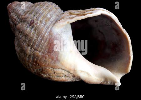 Close up of a small common whelk shell with a patterned surface and set against a black background. Stock Photo