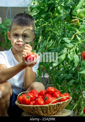 Curious Boy Examining Tomatoes in the Garden Stock Photo - Alamy