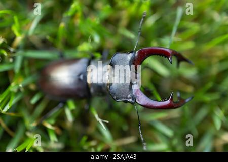 The European stag beetle Lucanus cervus: portrait of the body and of its enlarged mandibles. Stock Photo