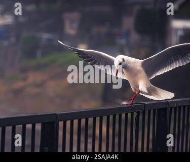 Seagull Landing on a Fence By A River Stock Photo
