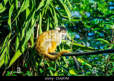 The Black-headed Squirrel Monkey (Saimiri vanzolinii) is a small New World monkey found in a limited area of the Amazon Rainforest in Brazil. Stock Photo