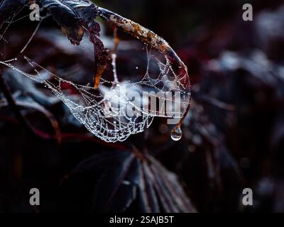 A closes up of dewdrops hanging on a spiders web on the tip of an Acer in winter Stock Photo