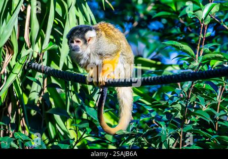 The Black-headed Squirrel Monkey (Saimiri vanzolinii) is a small New World monkey found in a limited area of the Amazon Rainforest in Brazil. Stock Photo