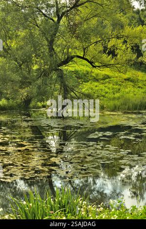 small river overgrown along the banks with old willows Stock Photo