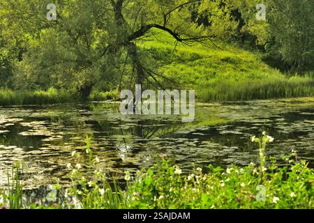 small river overgrown along the banks with old willows Stock Photo