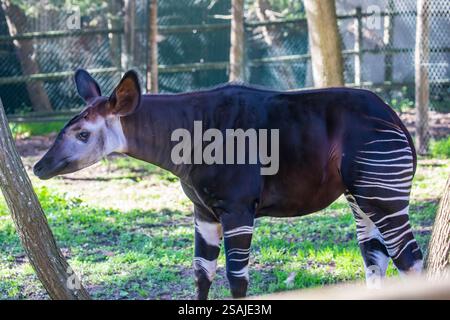 A beautiful Okapi (Okapia johnstoni). An artiodactyl mammal native to the northeast of the Democratic Republic of the Congo in Central Africa. Stock Photo