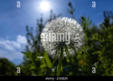 dandelion on the background of the sun. Nature and floral botany. Stock Photo