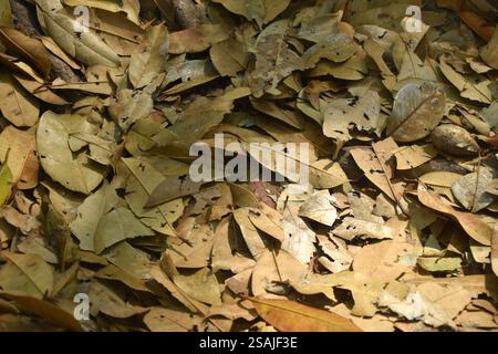 brown dry leaf falling on the ground in winter Stock Photo