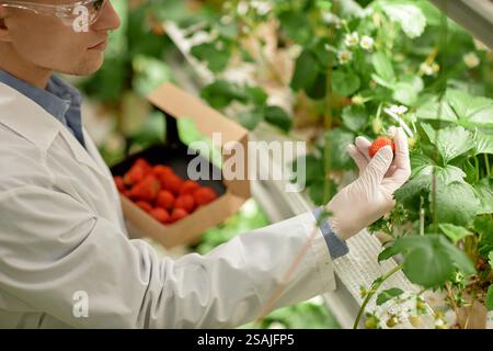 Researcher wearing white lab coat and gloves picking strawberries from plant. Strawberries visible in background inside box on table Stock Photo