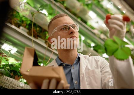 Scientist conducting research in hydroponic greenhouse, holding strawberry and taking notes in small box. Greenery and plants visible in background Stock Photo