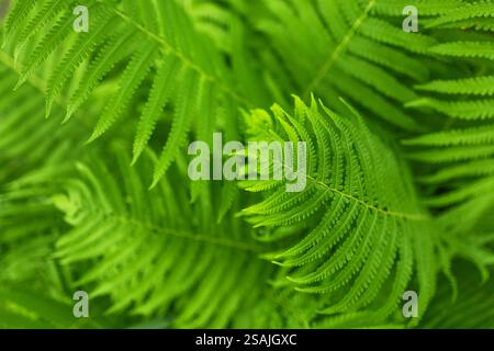 green fern leaves petals background. Vibrant green foliage. Tropical leaf. Exotic forest plant. Stock Photo
