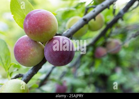 Fruit of a Japanese plum tree. Stock Photo