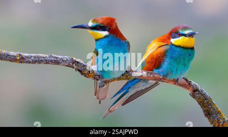 Bee-eater, Merops apiaster, Mediterranean Forest, Castilla y Leon, Spain, Europe Stock Photo