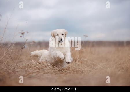 A Golden Retriever runs towards the camera in a dry field, with a joyful expression. The dog lively movement contrasts with the stillness of the Stock Photo