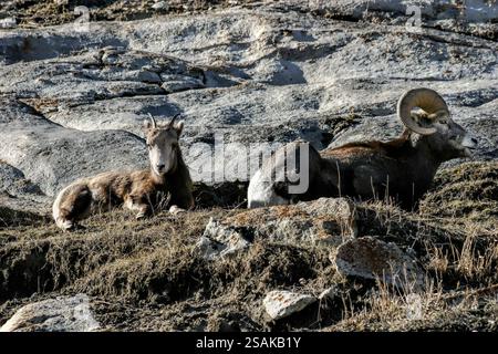 Two goats are laying on the ground in a rocky area. One goat is laying on its side and the other is laying on its back Stock Photo