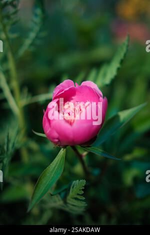 Pink blooming peony flower against green background Stock Photo