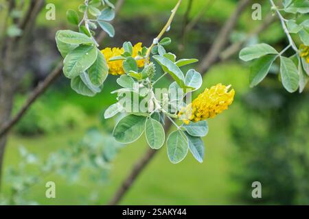 The highly scented yellow flowers of a Pineapple Broom tree, (Cytisus battandieri), a semi-evergreen  tree, Italy Stock Photo