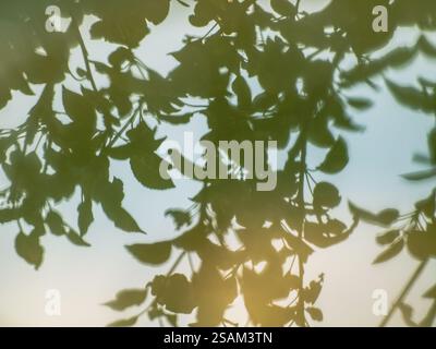 floral natural defocused abstract background Stock Photo