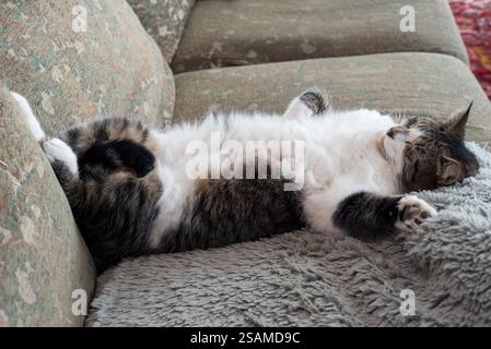 House cat sleeping on back on a couch, Oregon. Stock Photo