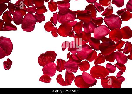 Red rose petals with water drops isolated cutout Stock Photo