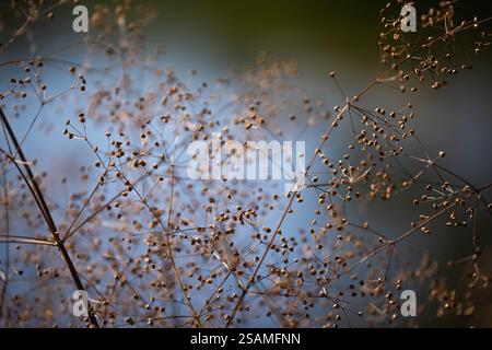 golden pads with seeds ripened on the tall dry grass. macro and blur creates a natural abstraction Stock Photo