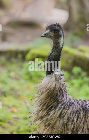 Portrait of an emu, Dromalus novaehollandiae, on a green meadow Stock Photo
