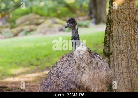 Portrait of an emu, Dromalus novaehollandiae, on a green meadow Stock Photo