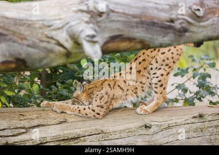 A Eurasian lynx (Lynx lynx) sharpens his claws on a dead tree lying on the ground Stock Photo