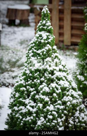 A bright green small Christmas tree is covered with snow. small dense needles hold the snow in dense patches Stock Photo