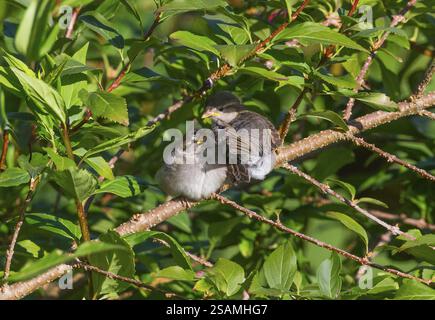 House sparrow (Passer domesticus), two juvenile birds sitting on a branch of a bush, huddled together, Hesse, Germany, Europe Stock Photo