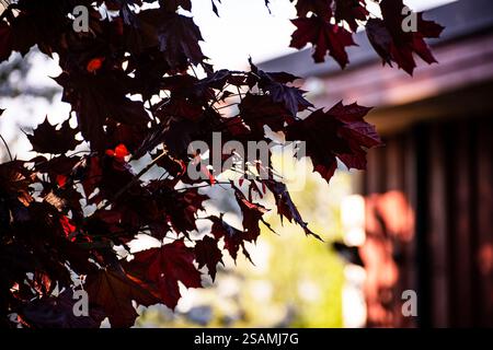 Acer platanoides, also known as Norway Maple. It has red leaves in spring and greener leaves in autumn. Stock Photo