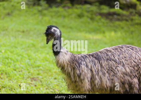 Portrait of an emu, Dromalus novaehollandiae, on a green meadow Stock Photo