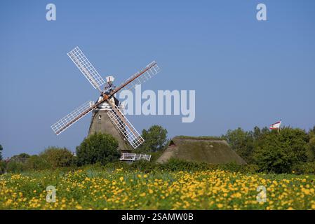 Windmill on the island of Foehr, North Frisia in Schleswig-Holstein Stock Photo