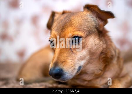 A brown dog is comfortably laying on a soft brown blanket that is placed on a cozy bed Stock Photo