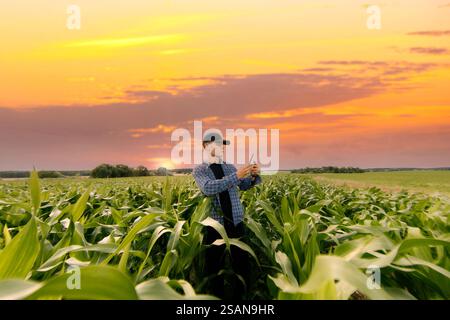 Farmer using a smartphone in a cornfield at sunset, merging agriculture with technology Stock Photo